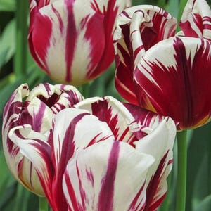 Bulbos de tulipanes Estella – Tulipanes loro multicolor