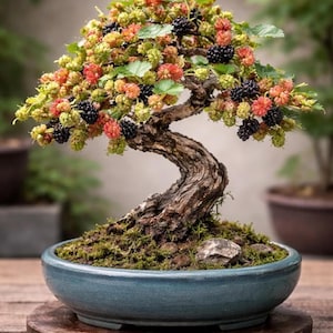 Maulbeer-Bonsai-Starterpflanze - Lebender Obstbaum-Setzling