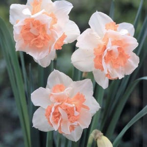 Könnte beinhalten: Nahaufnahme von drei weißen und pfirsichfarbenen Narzissen. Die Blüten haben zerzauste, geschichtete Blütenblätter mit einem zentralen pfirsichfarbenen Kern. Grüne Stiele und Blätter bilden einen Kontrast. Eine geschlossene Knospe ist ebenfalls sichtbar.