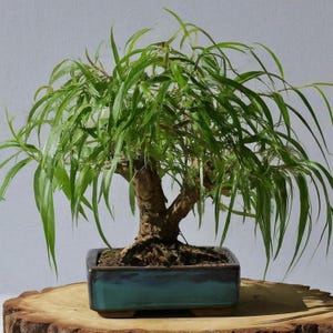 Ponytail Willow Bonsai Cutting – Thick Trunk Live Plant