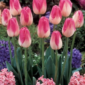 Puede incluir: Un grupo de tulipanes rosas y blancos con tallos y hojas verdes. Los tulipanes están en plena floración. Jacinto rosa y flores moradas en el fondo.