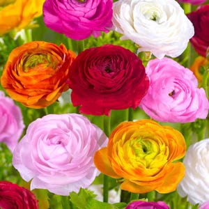 Gemischte Ranunkel-Zwiebeln