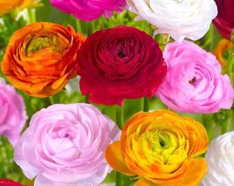 Mixed Ranunculus Bulbs – Persian Buttercup Flower Bulbs