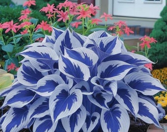 Bare Hosta Plants Samen - Hardy Shade Staudenlaub für Gartenbordüren und -betten