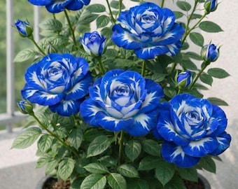 1000 Kletter Rose Samen Blau Farben - Staude Blumenstrauch Gartenpflanze