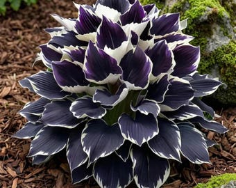 Mixed Color Hosta Samen - Schatten liebende seltene mehrjährige Gartenpflanzen für das Pflanzen im Freien