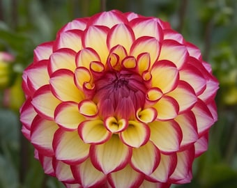 Exotische Mix Dahliensamen - 200+ bunt blühende Blumen für Beete, Töpfe und Gartenlandschaften