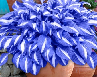 Tuberi di Hosta blu notte: eleganti piante da ombra per arredamento d'interni e giardini esterni.