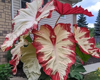 Giant Colocasia Elephant Ear Bulbs – Tropical Oversized Foliage Plants for Spring Garden Planting