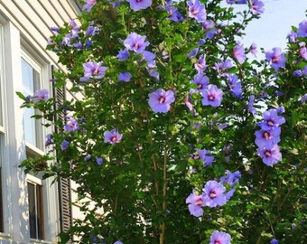 20 blau silberne Hibiskussamen - exotische mehrjährige blühende Blumen für Gartenbäume und Außenbereiche