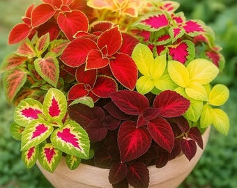 KVITER 1600 Rainbow Coleus Seeds – Heirloom Non GMO Colorful Foliage Plants for Indoor Outdoor Gardens