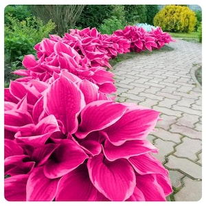 Más de 185 semillas de hosta rosa: plantas perennes de follaje que toleran la sombra, ideales para macizos y macetas.