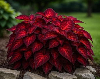 200+ Rote Hosta-Samen - Seltene mehrjährige Schattengarten-Zierpflanzen zum Pflanzen im Freien