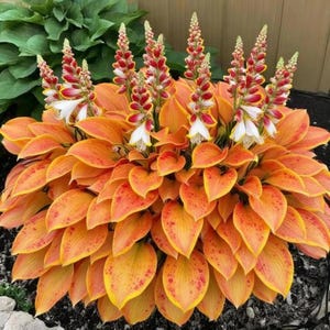 Semillas de Hosta Naranja Dorada – Follaje perenne poco común para jardines boscosos