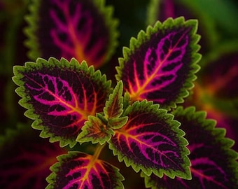 150+ Rainbow Coleus Seeds – Heirloom Painted Nettle Foliage Plants for Indoor Pots & Outdoor Gardens