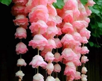 200+ Pink Schleierkraut Samen - Non GMO Perennial Garden Blumensamen zum Pflanzen im Freien