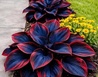 Midnight Blue Heart Hosta-Samen - Seltenes Staudenlaub mit tiefem Ton für schattige Gartengestaltung