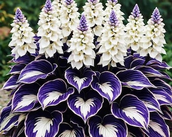 Weiß Lila Hosta - Zweifarbige mehrjährige Laubmischung für Gartenbetten und Behälter