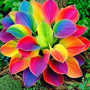 May include: A vibrant hosta plant with large, colorful leaves. The leaves display a gradient of colors, including red, orange, yellow, green, blue, and purple. The plant is surrounded by green foliage and sits on a bed of brown mulch.