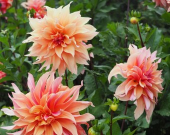 100+ Labyrinth Dahlia Seeds – Exotic Heirloom Blooming Flowers for Indoor Pots & Outdoor Gardens
