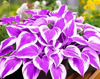 Heirloom Hosta Samen - 295+ GS Nicht-GMO mehrjährige Schattenpflanzen