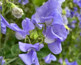 300+ Sweet Pea Blumensamen - Non GMO mehrjährige Kletterblüten für Töpfe, Rankgitter & Outdoor-Gärten