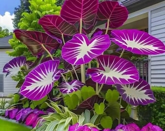 Giant Elephant Ear Bulbs – Tropical Colocasia Esculenta Plants for Patios, Borders & Summer Gardens