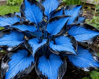 200+ Blaue Hosta-Samen - Mehrjährige Schattengarten-Blumensamen zum Pflanzen im Freien