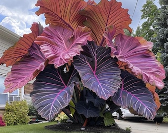 Riesen Colocasia Elefant Ohr-Zwiebeln - große tropische Laubpflanzen für die Frühlingsgarten- & Terrassenbepflanzung
