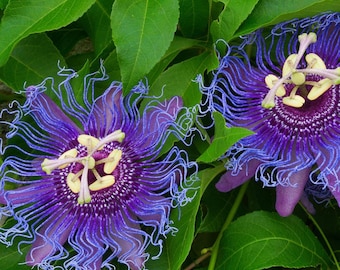 Purple Passionflower Seeds – Exotic Maypop Vine Blooms for Perennial Outdoor Garden Planting