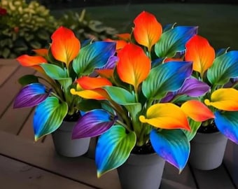 Rainbow Hosta Samen - Multi Tone Shade Loving Staudenlaub für Garten Bordüren & Töpfe