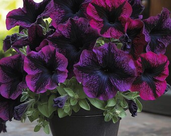 Lila Petunia Sternblumensamen - Schnell wachsende einjährige Gartenblüten