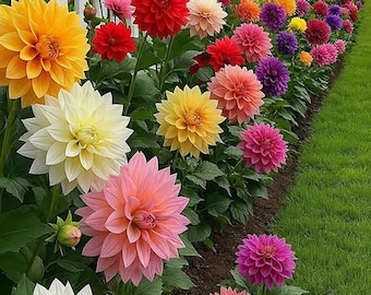 Zinnia Blumensamen Mix - Sommerblüte Schnittblume Gartenpackung für helle Pflanzen im Freien