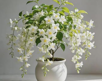 Weinender Jasmin Samen - Duftende Kletterblume Seltene mehrjährige Gartenpflanzen für die Bepflanzung im Freien