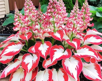 Variegated Hosta Bulb – White red Shade Foliage Plant for Garden Borders Landscapes