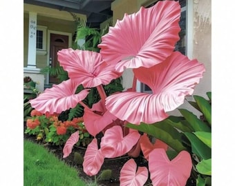 Bulbos de oreja de elefante (paquete de 3) – Plantas de follaje tropical Colocasia para jardines, parterres y macetas en patios