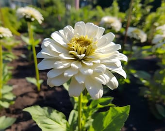 Schneewittchen Zinnia Samen - Hell blühende, einjährige Blumen für Container, Beete & erdlose Wachstumssysteme