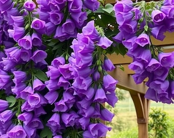 300+ Sweet Pea Flower Seeds – Fragrant Colorful Climbing Blooms for Gardens, Pots & Trellis Displays