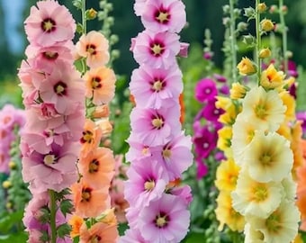300+ Double Stockrose Samen - Mehrfarbige Heirloom Biennale Gartenblumensamen zum Pflanzen im Freien