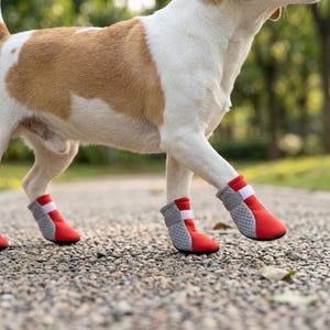 May include: A dog wearing red and gray protective boots. The boots have a mesh design on the sides and a velcro strap for a secure fit. The dog is walking on a gravel path.