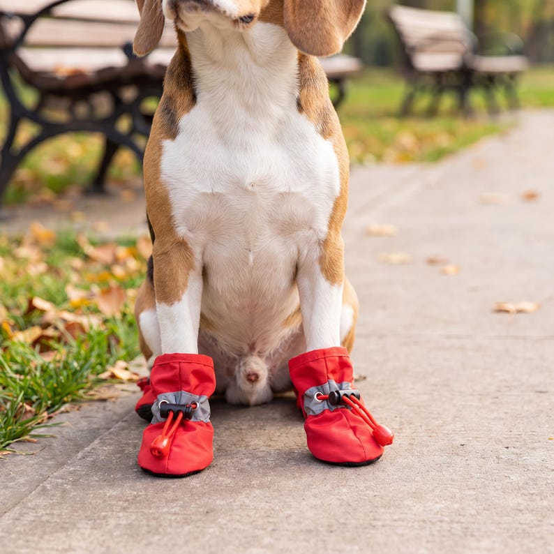 May include: A Beagle dog wearing bright red dog boots with grey and black accents, sitting on a concrete path. The boots have a drawstring closure. The dog is in a park setting with benches and autumn leaves.