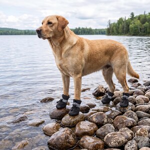 May include: A golden Labrador stands on a rocky shoreline, wearing black dog boots. The dog is looking towards the water, with a lake and trees in the background. The boots have reflective details.