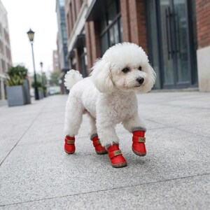 May include: A white poodle wearing four red dog boots with a gold buckle. The dog is walking on a gray sidewalk in an urban setting. The boots have a small tag that says "DOG".