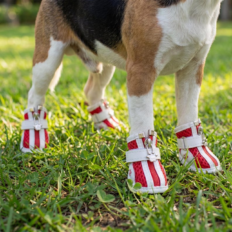 May include: A dog wearing four red and white striped dog boots with white straps and silver zippers. The boots are on the dog's front and back paws, standing on green grass.