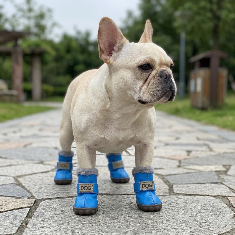 May include: A light-colored French Bulldog stands on a stone path, wearing four blue dog boots. Each boot has a gray, furry trim and a small rectangular tag that reads "DOG". The boots are designed to protect the dog's paws.