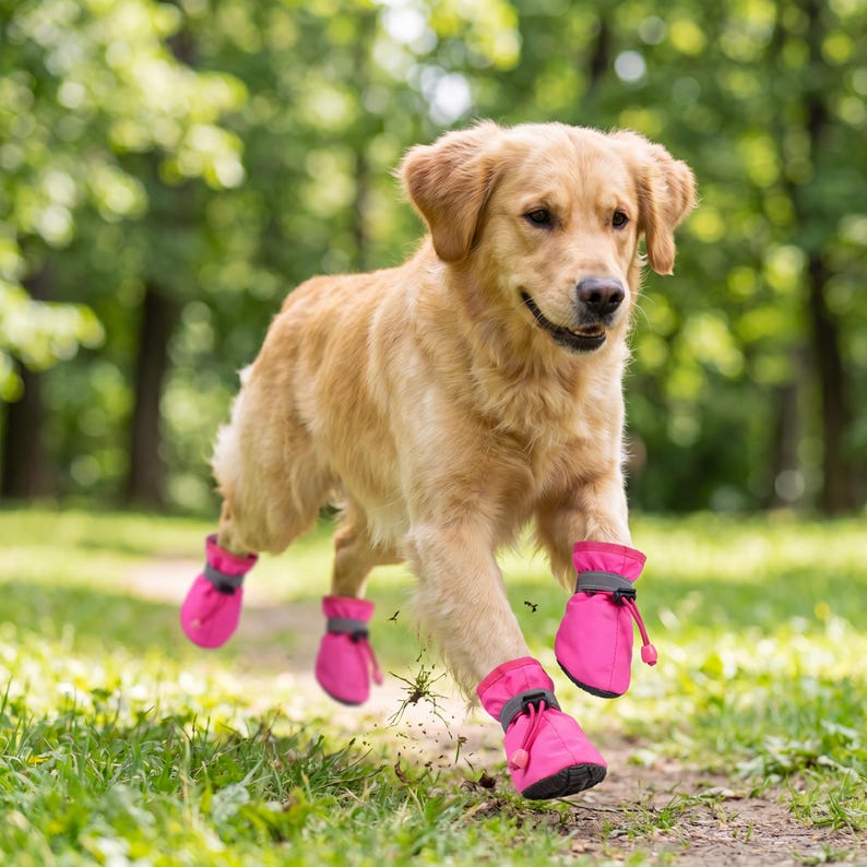 May include: A golden retriever dog running through grass, wearing bright pink dog boots. The boots have a drawstring closure and grey accents. The dog is in a park setting with green trees in the background.