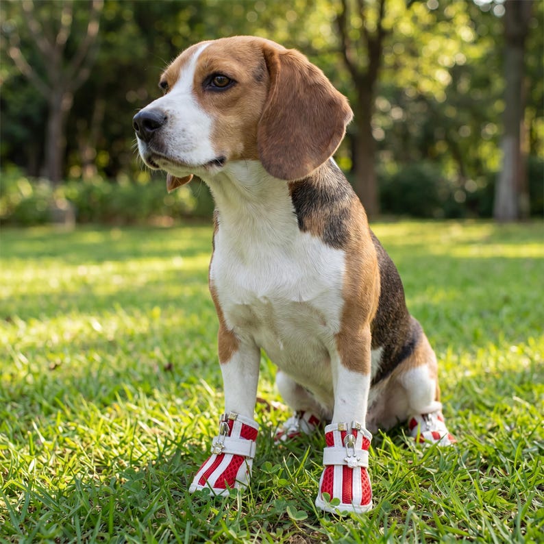 May include: A Beagle dog sitting on green grass, wearing red and white dog boots. The dog has brown and white fur and is looking to the left. The boots have a red mesh design with white straps and buckles. The background is blurred with trees.
