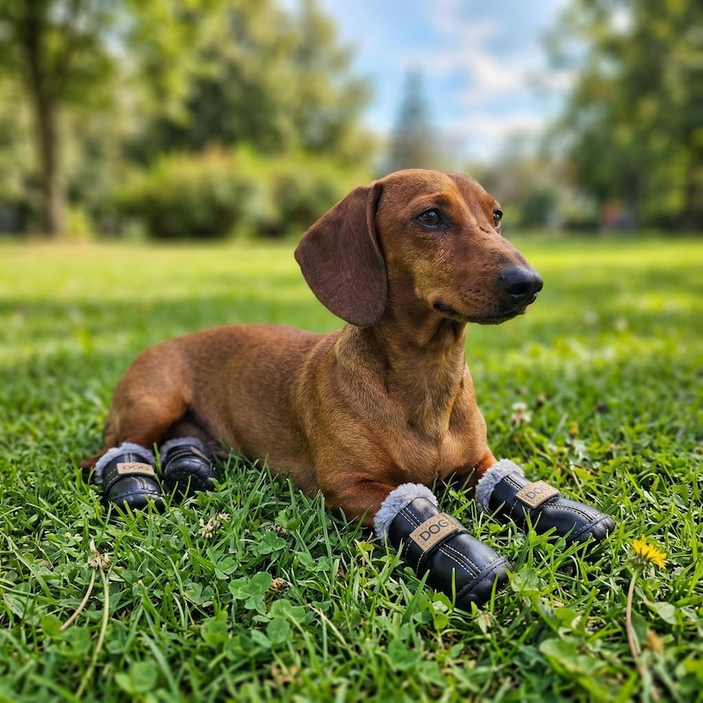 May include: A brown dachshund dog wearing four black leather dog boots with a faux fur trim, lying on green grass. The boots have a small tag that says "DOG". The dog is in a grassy outdoor setting with trees in the background.