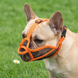 Könnte beinhalten: Eine beige Französische Bulldogge trägt einen leuchtend orangefarbenen und schwarzen Netz-Maulkorb für Hunde. Der Maulkorb verfügt über orangefarbene Nylongurte, eine schwarze Kunststoff-Steckschnalle und ein atmungsaktives Netzdesign.