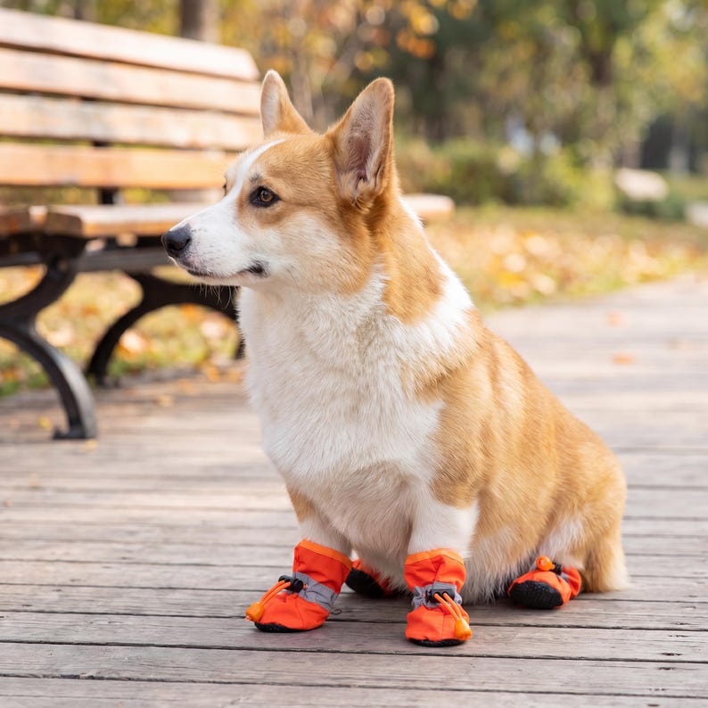 May include: A Corgi dog wearing orange and grey dog boots, sitting on a wooden deck. The dog has a white and tan coat and is looking to the left. A park bench is in the background.